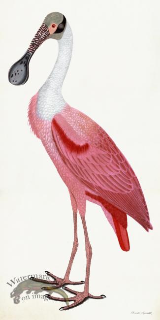 Rudbeck 039 Spoonbill 20x40